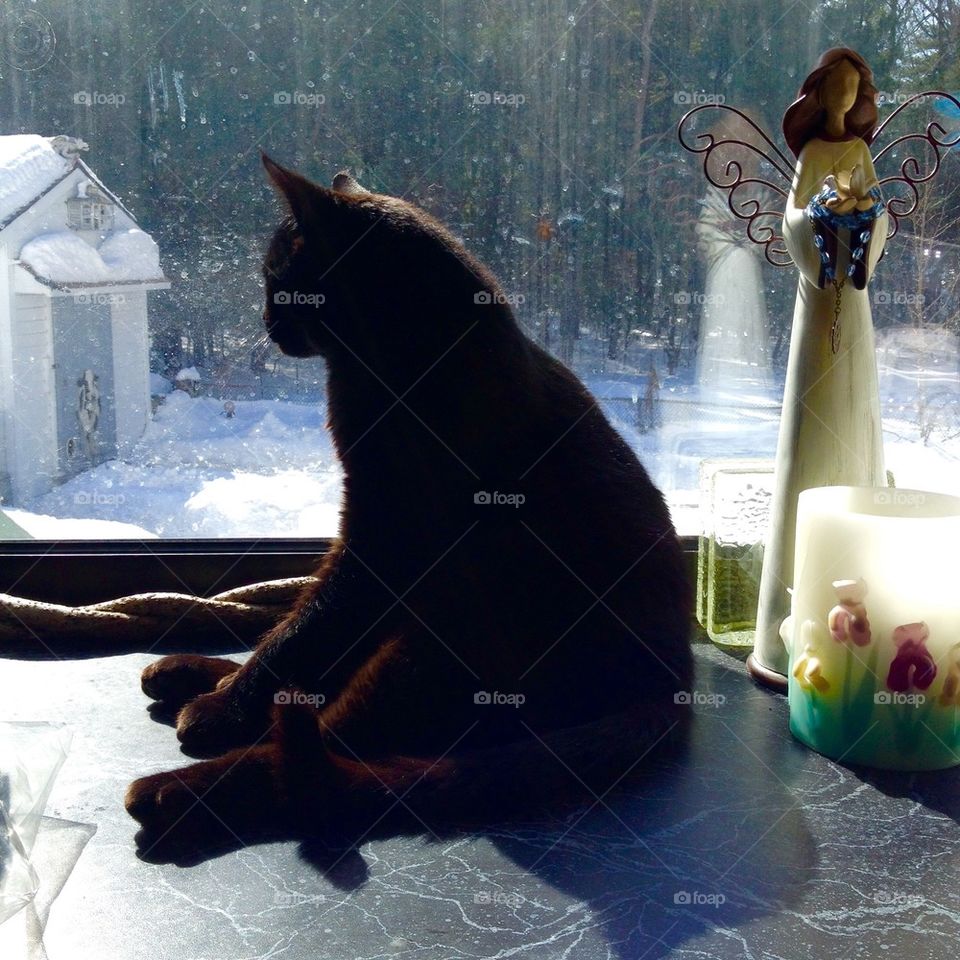 Black Cat Sitting in Window