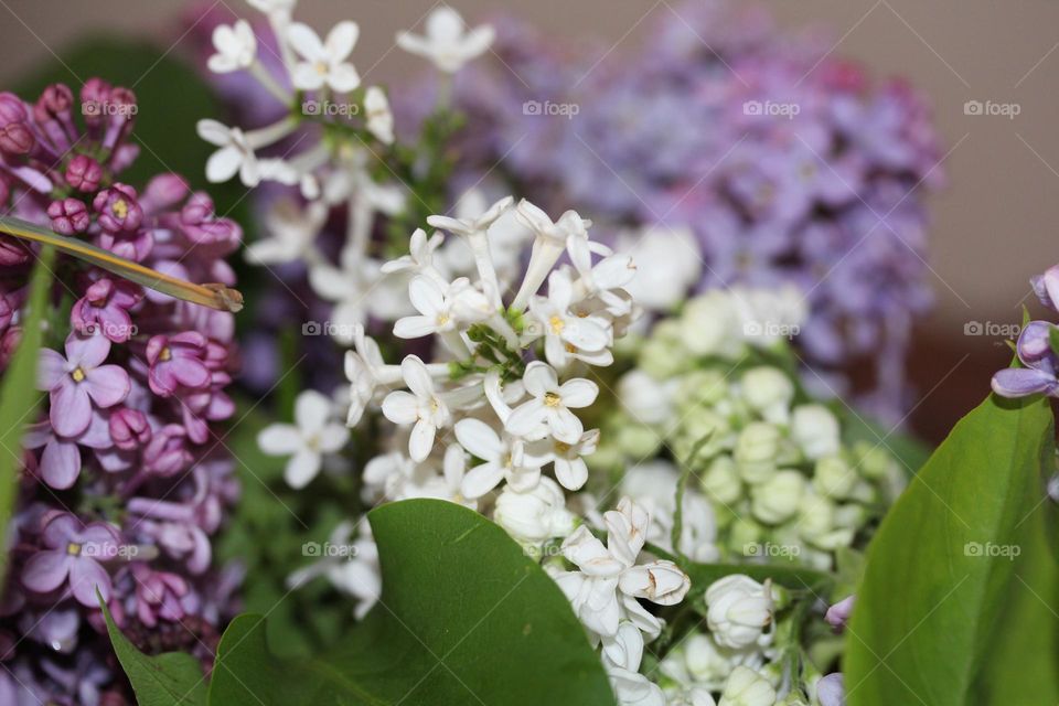 lilac flower