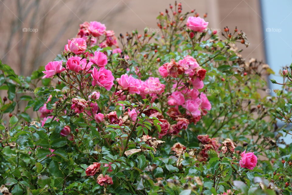 Blooming in December 