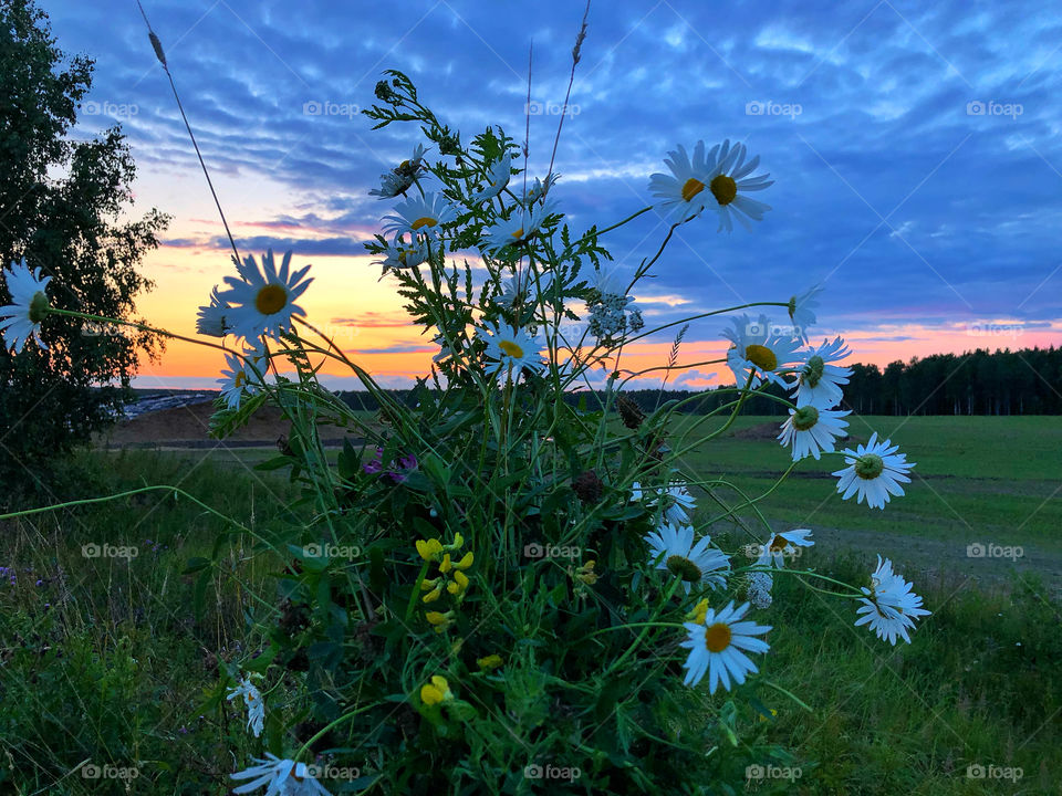 Majestic daisy field and beautiful summer sunset. daisies on sunset background
