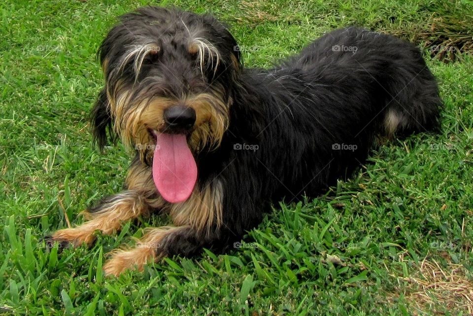 Cute Puppy Relaxing In The Grass "Tongue Out Pup"