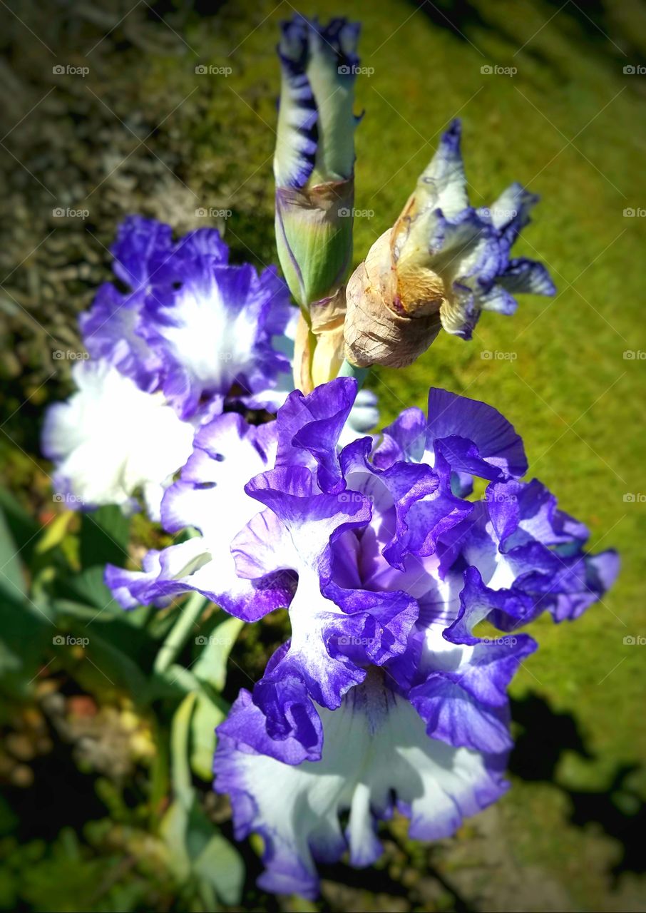 Iris Flowers