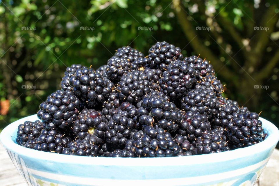 Close-up of blackberry