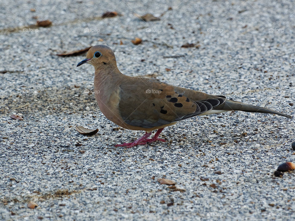 Mourning Dove on the ground in Florida