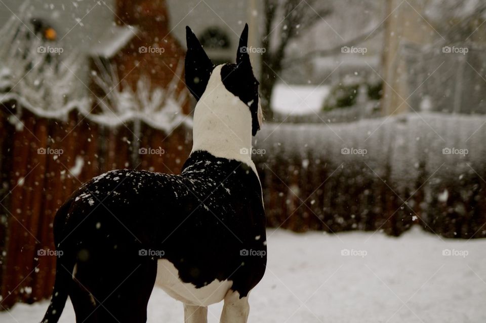Standing dog in the snow