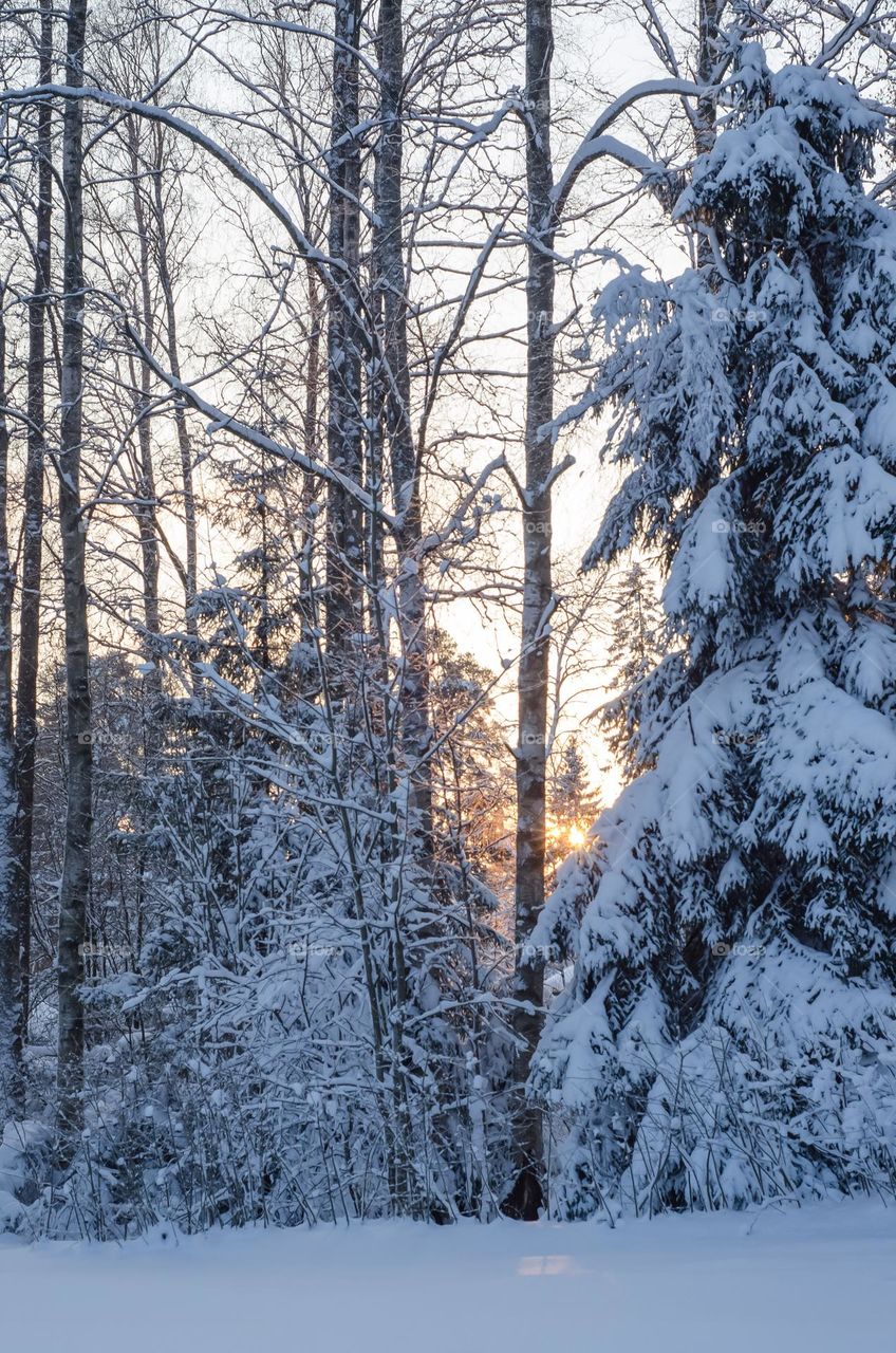 Winter landscape. The setting sun is visible through the snow-covered branches of trees.