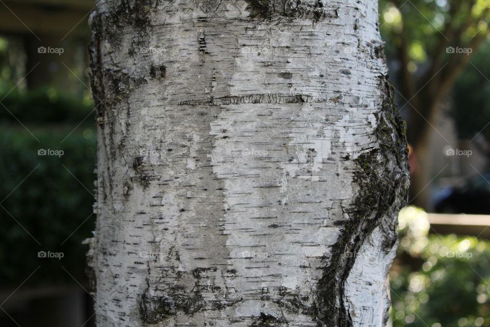 tree bark