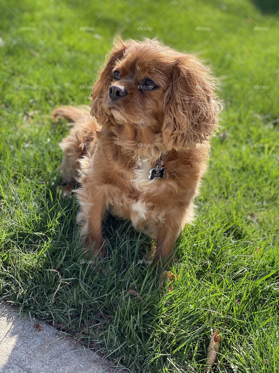 Beautiful Ruby Cavalier King Charles Spaniel