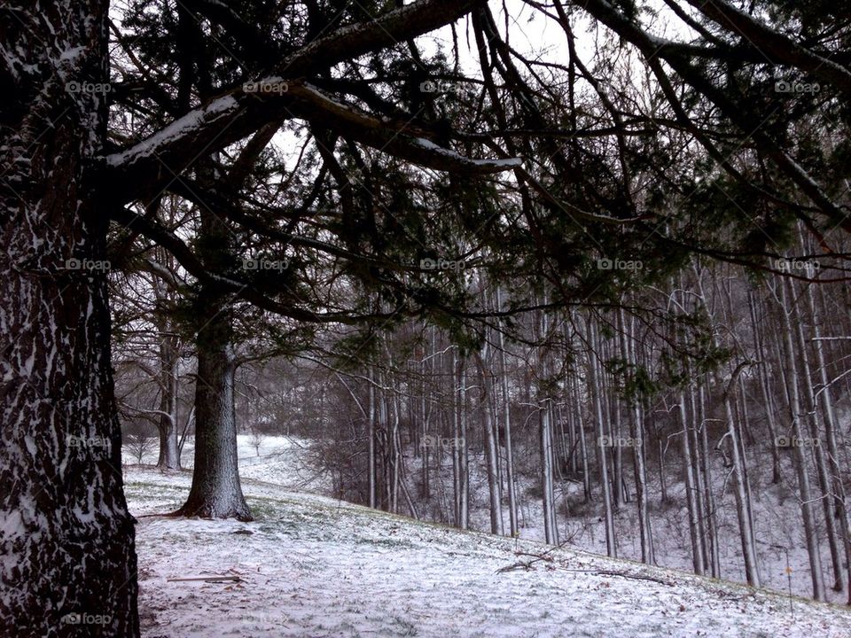 Tree Line in Winter