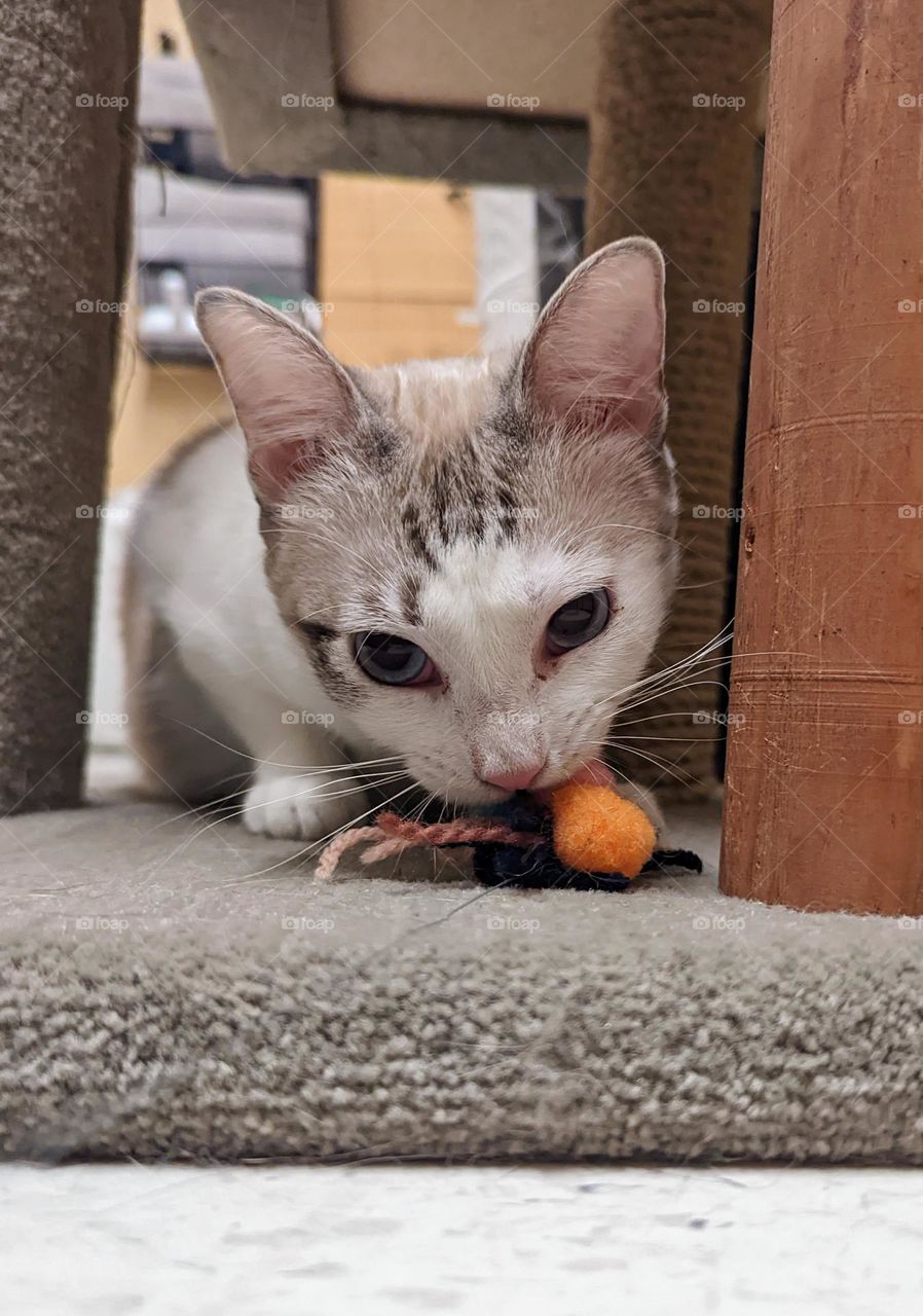 Every day is Caturday