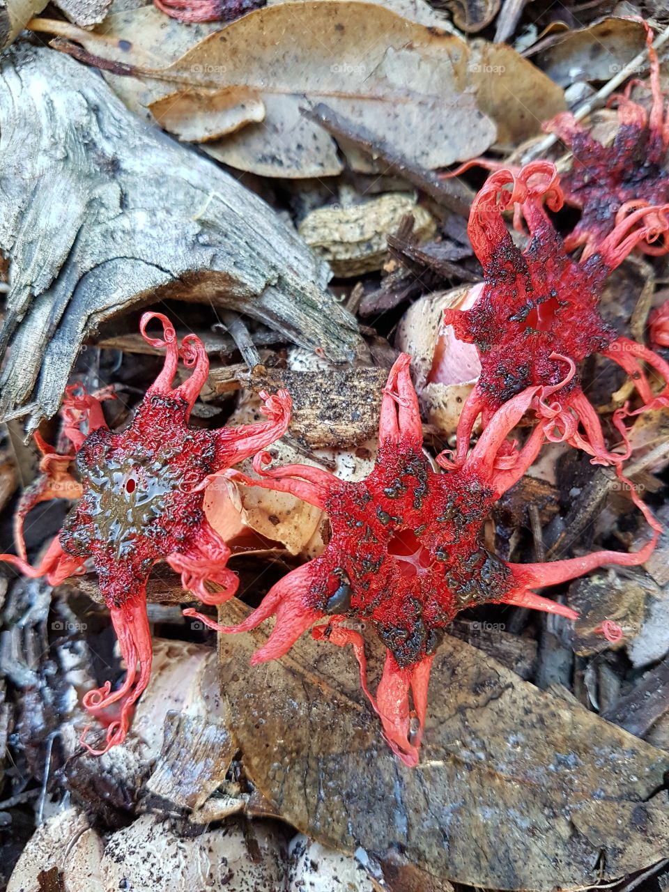starfish shaped fungi