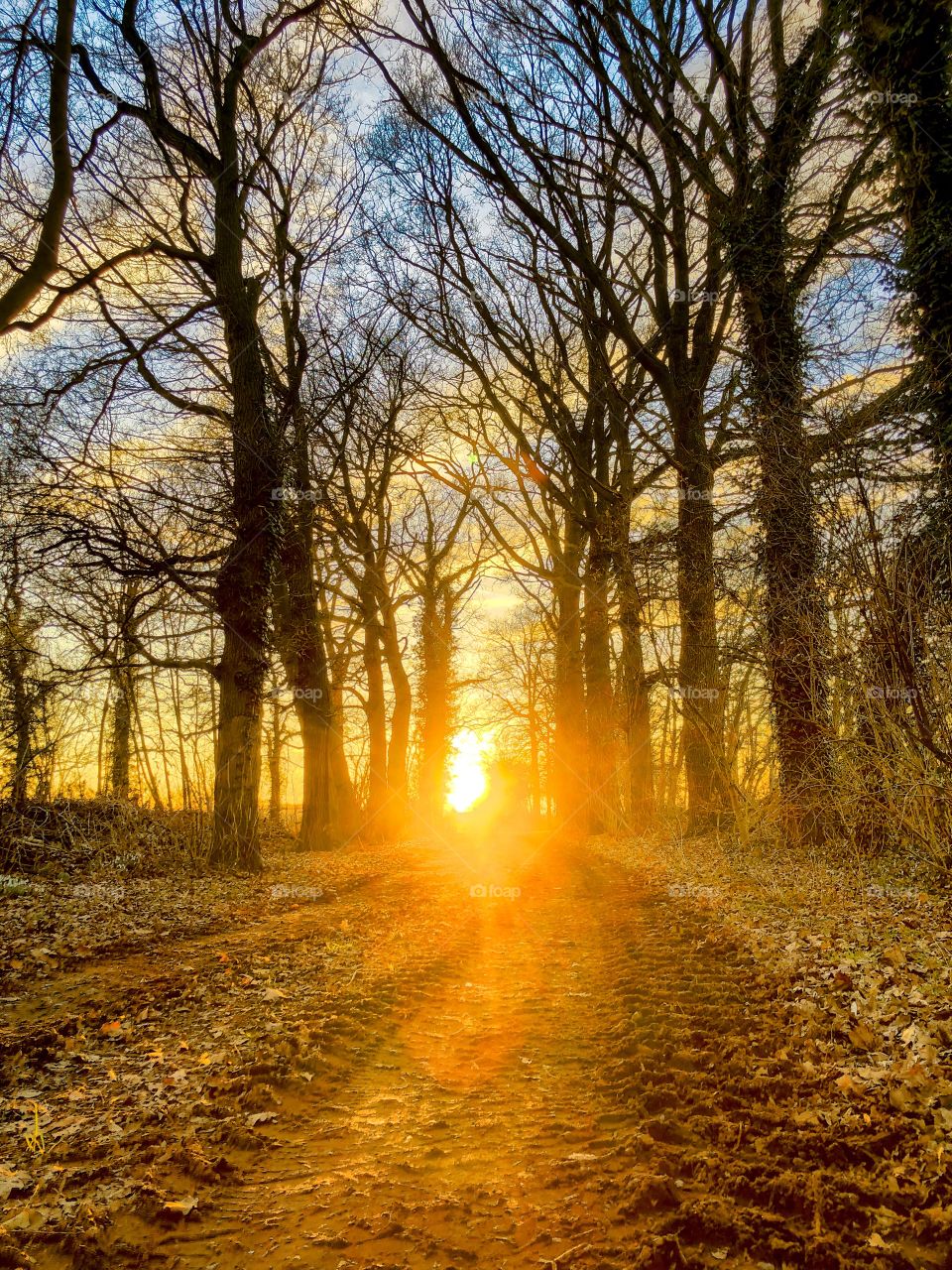 Golden sunset or sunrise over a sandy dirtroad I between the forest with bare trees in wintertime 