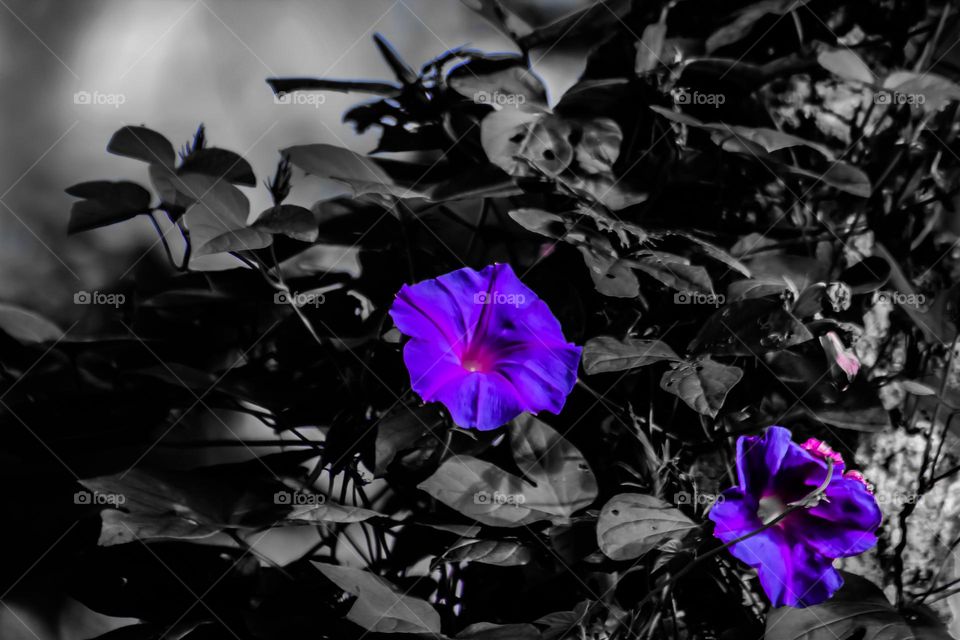 purple color flowers