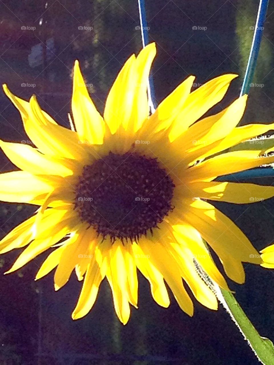 Sunflower with petals lit up by sun
