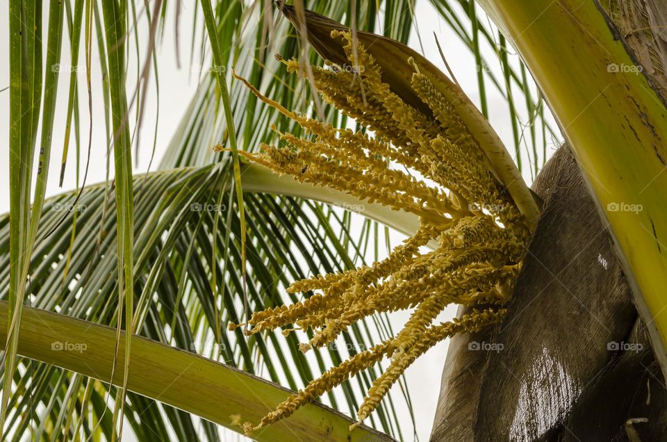 Coconut Palm Inflorescence And Sheathe