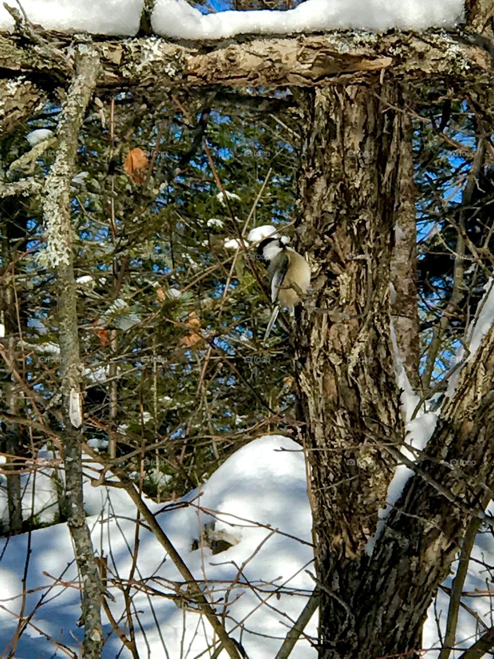 A chickadee pecking at a tree looking for food