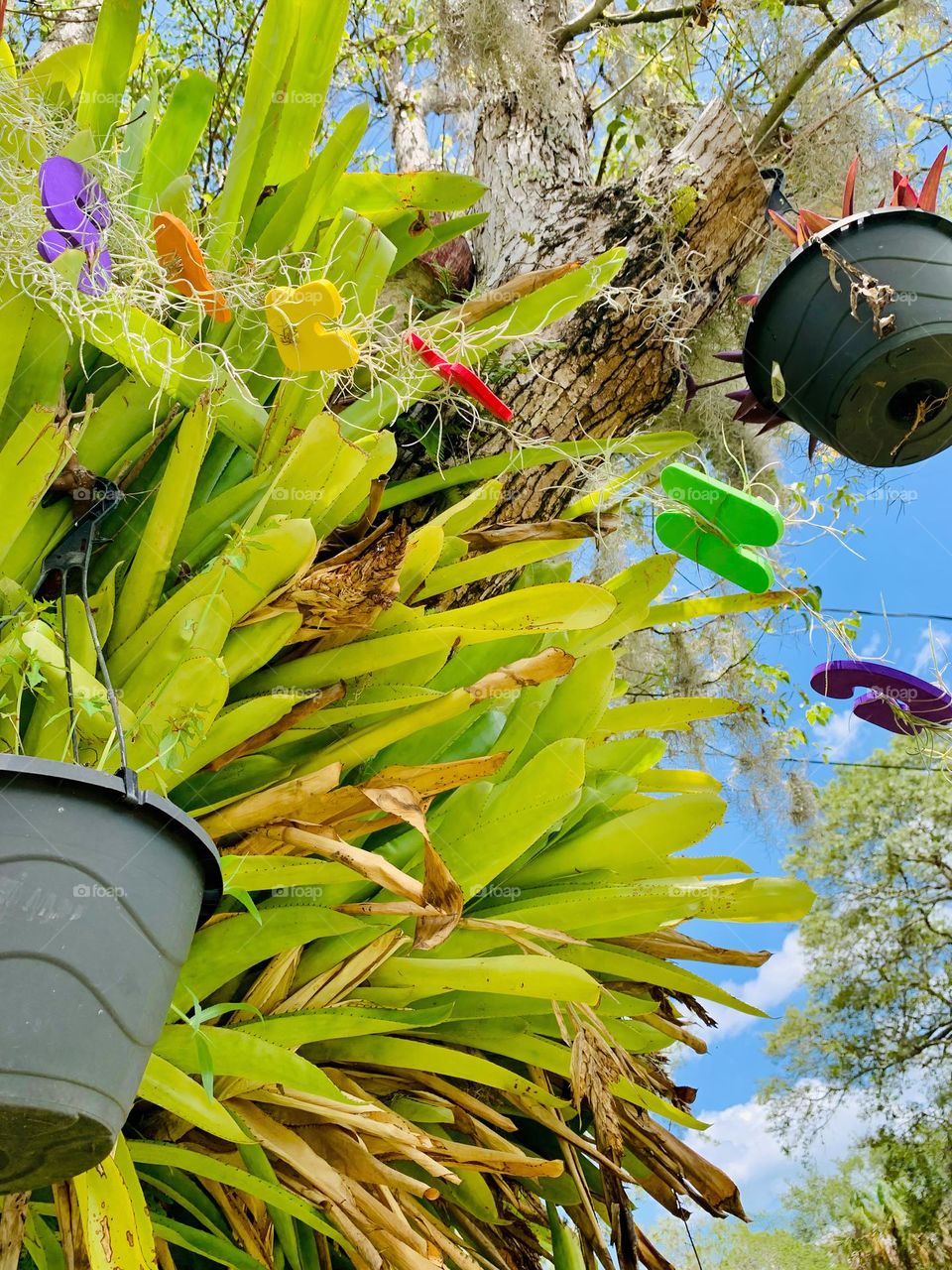 Spring Growth And Celebration With Plants In Southeastern Oak Tree With Spring Lettering In The Wind