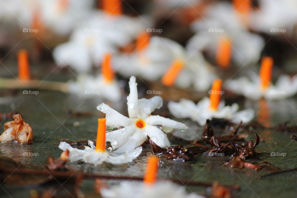 High angle view of flowers