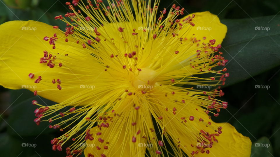 British ,macro, yellow, flower, with ,red