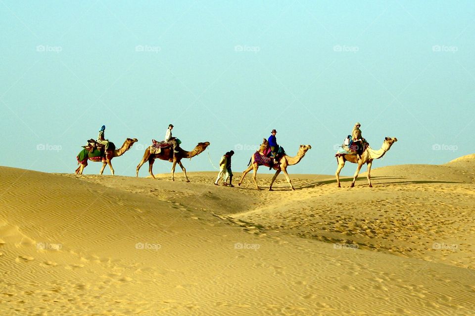 Camels in the desert