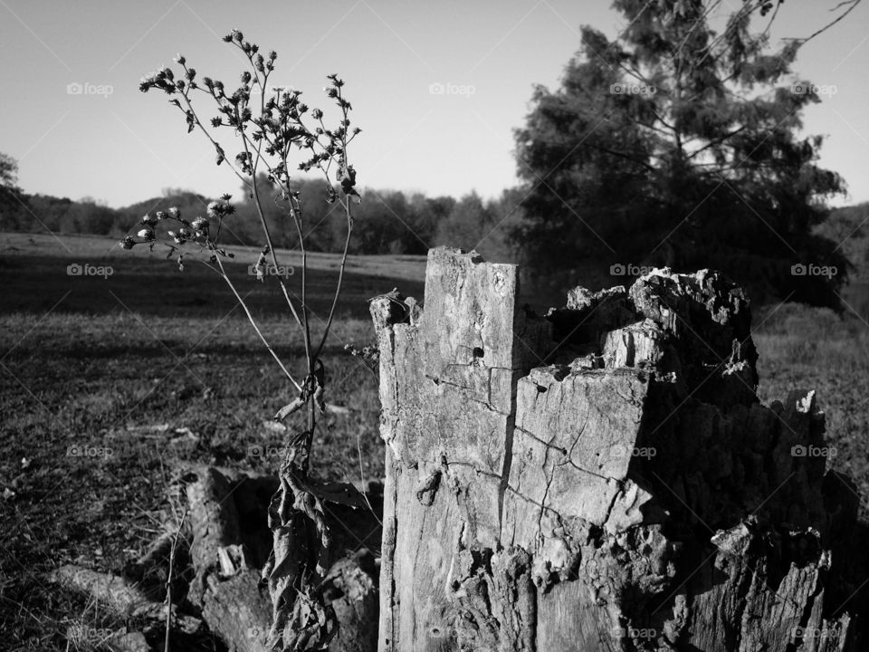 Pasture Scene