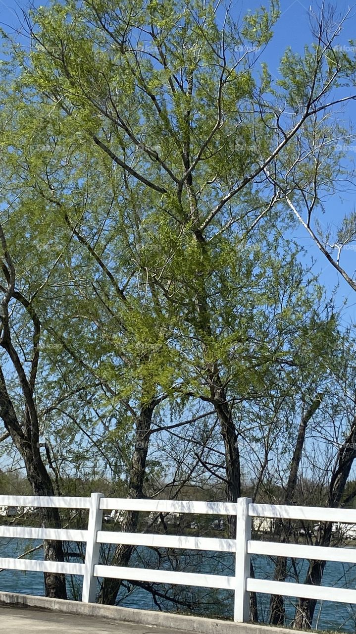 Blooming Willows along WillowLake. Clear sky’s for this perfect day. North wind blowing after strong cold front came through last evening.