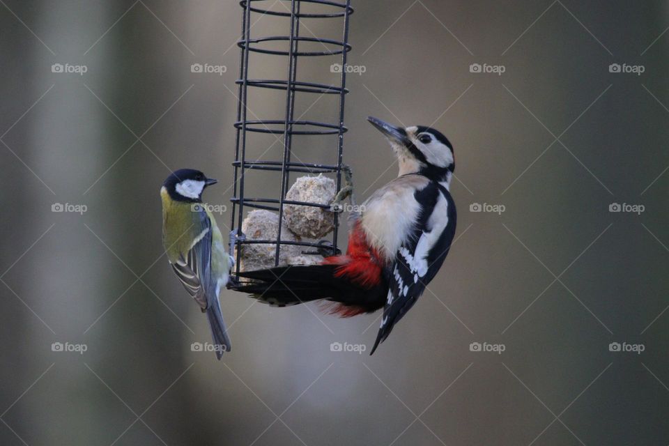 A close up of a woodpecker 
