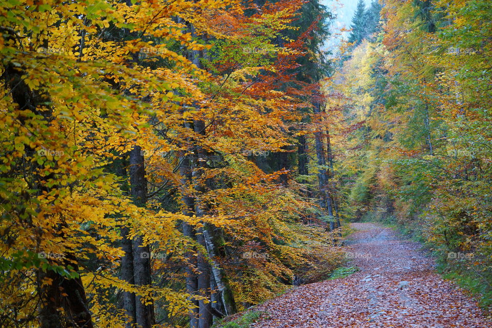 Promenade d'automne