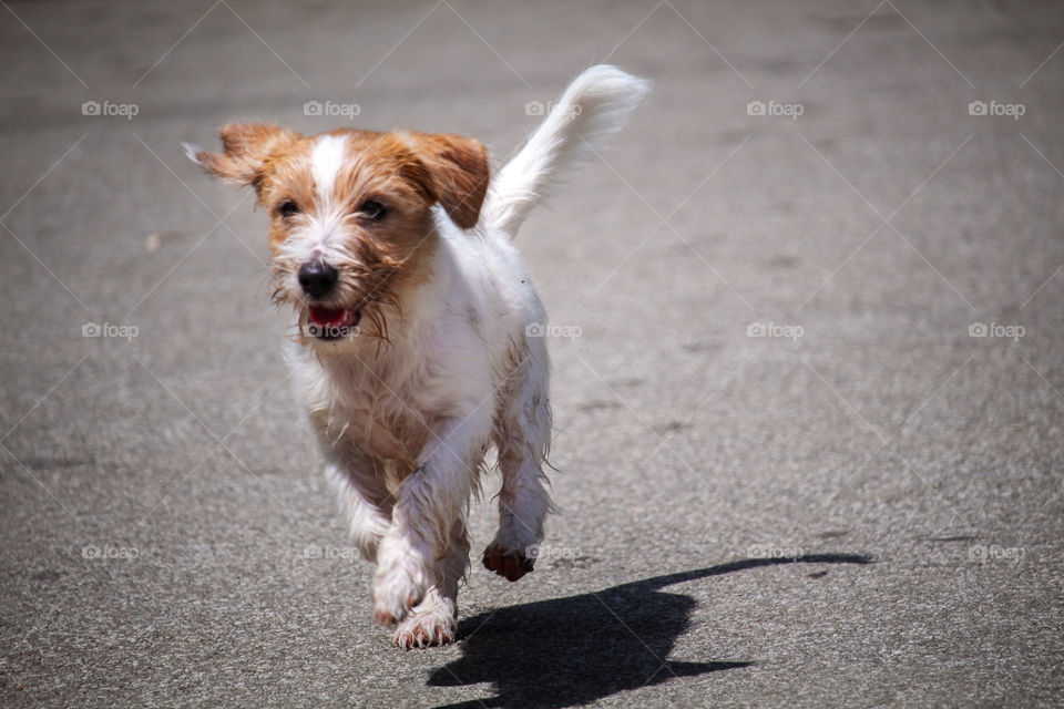 rough cut Jack Russell terrier puppy running