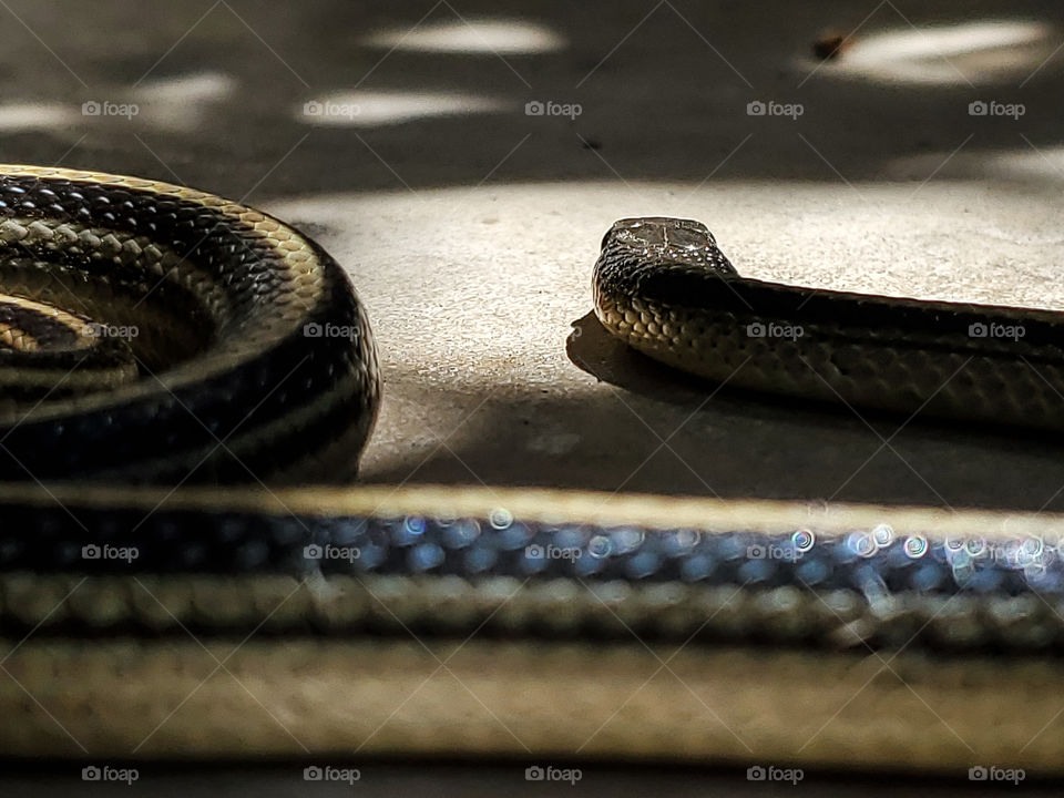 Shadows of a snake surrounded by other shadows