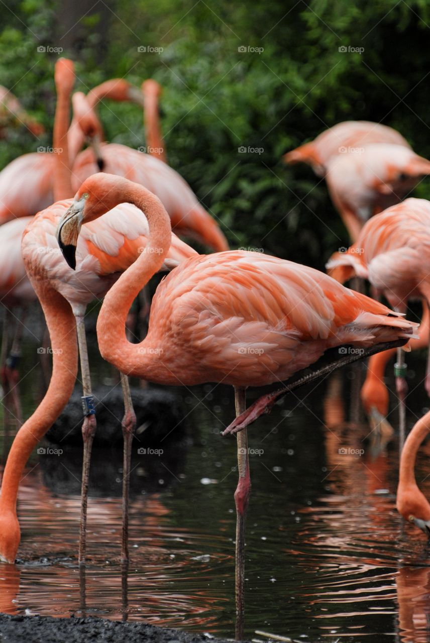 Flamingos