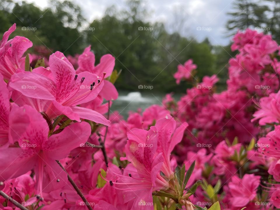 Dark pink flowers