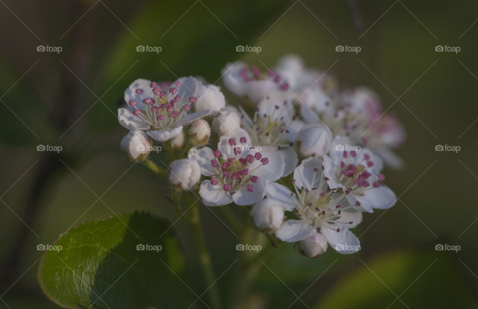 black-fruited mountain ash blooms