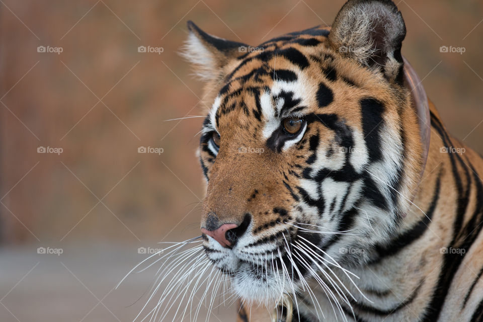 Cat, Wildlife, Tiger, Animal, Predator