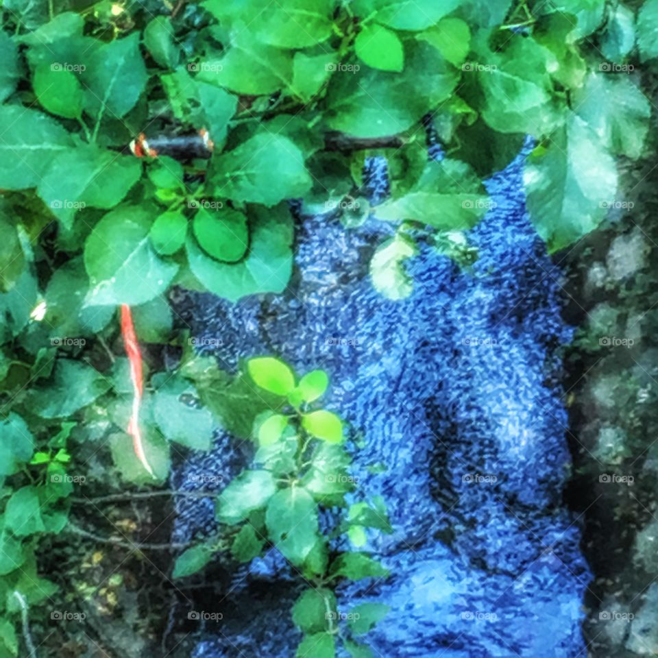 Water stream in the forest 