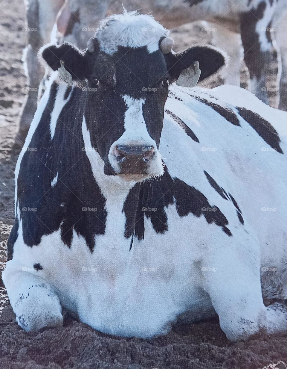 Cow