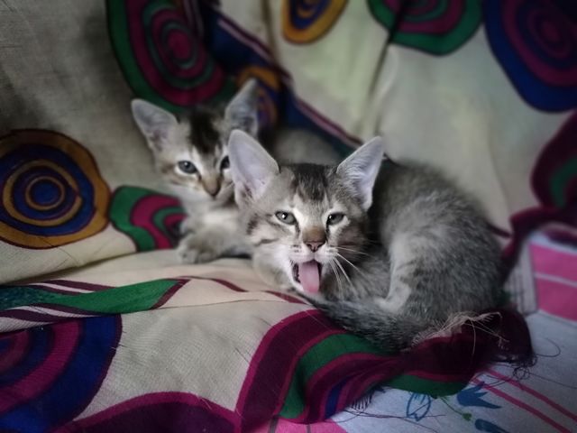 Two pretty kittens