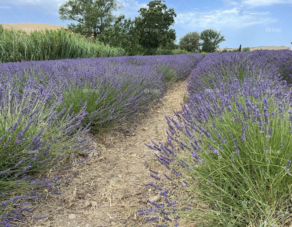 Lavanda 