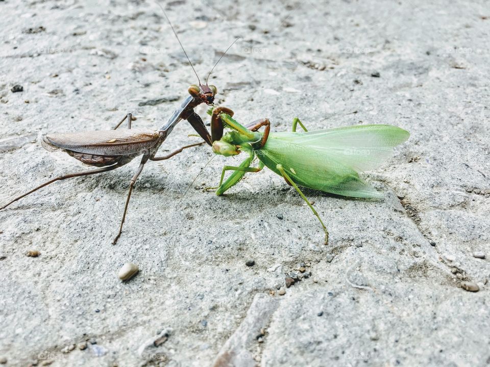 Female praying mantises killing and eating her partner after mating and sex. 