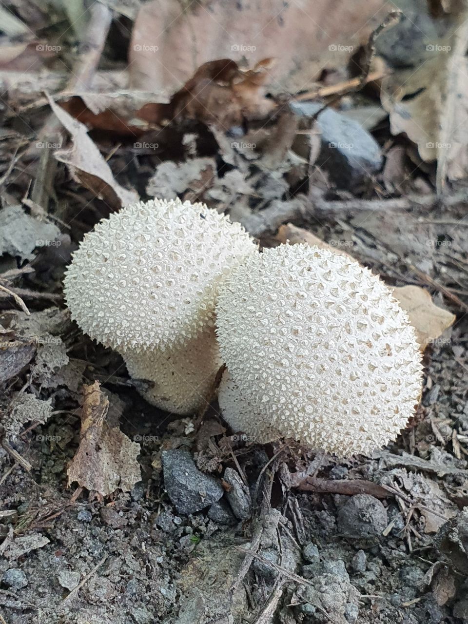 forest mushroom