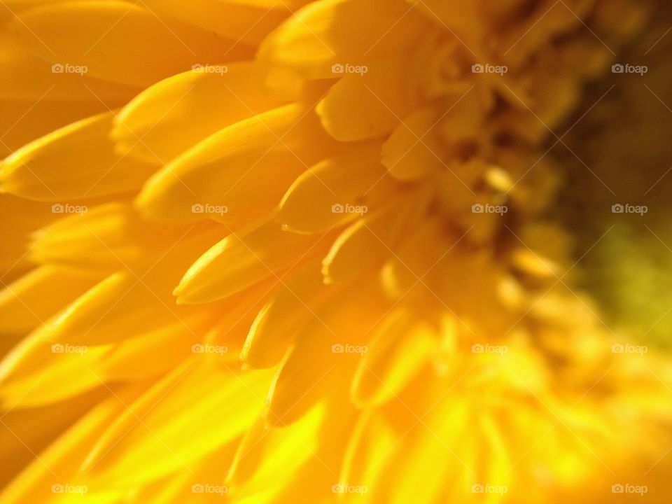 Yellow petals . Sunflower petals closeup 