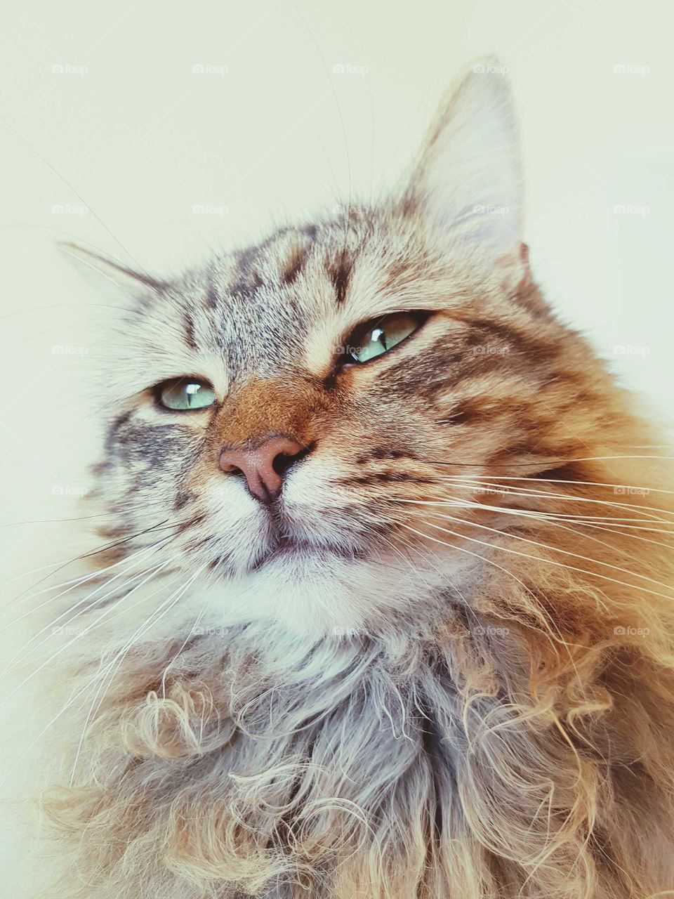 fluffy longhaired cat portrait.