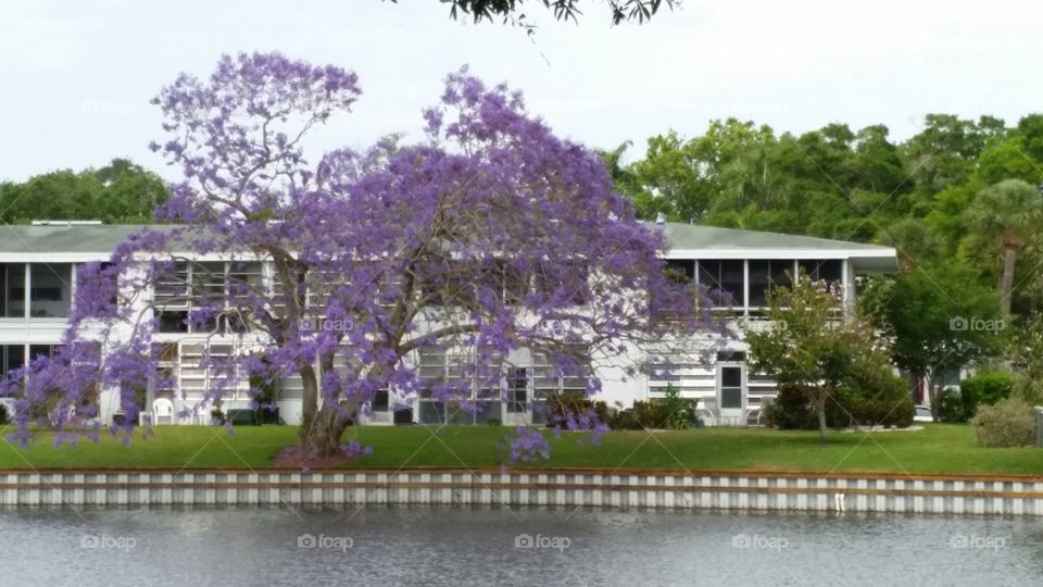 spring. purple tree