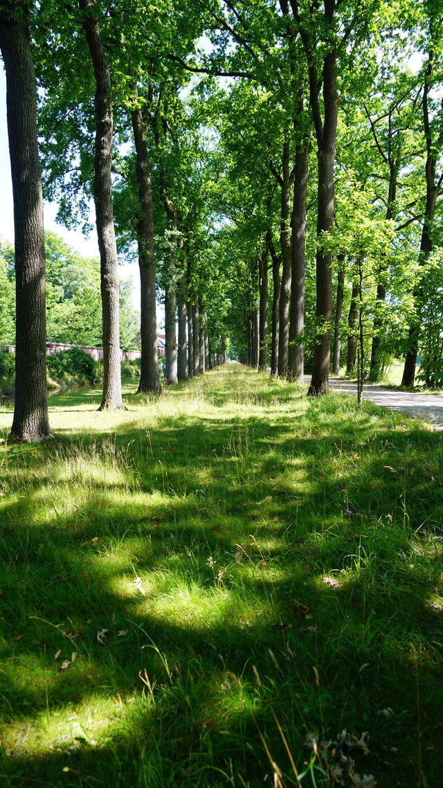 Trees at the countryside in Belgium.