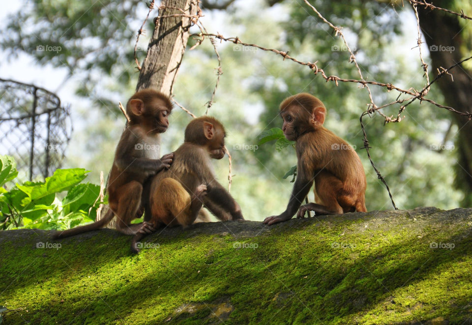 monkeys in Kathmandu