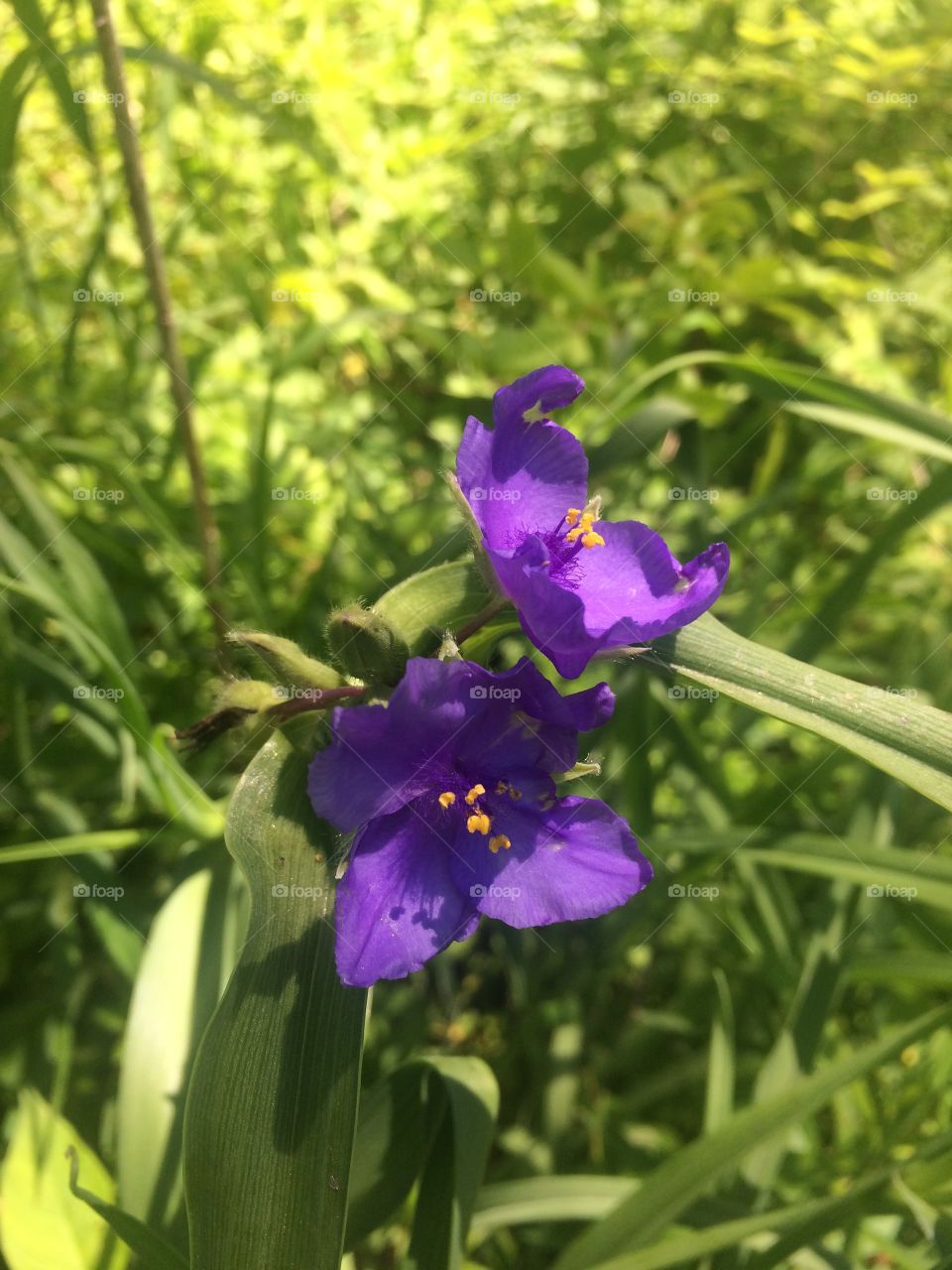 Spiderwort