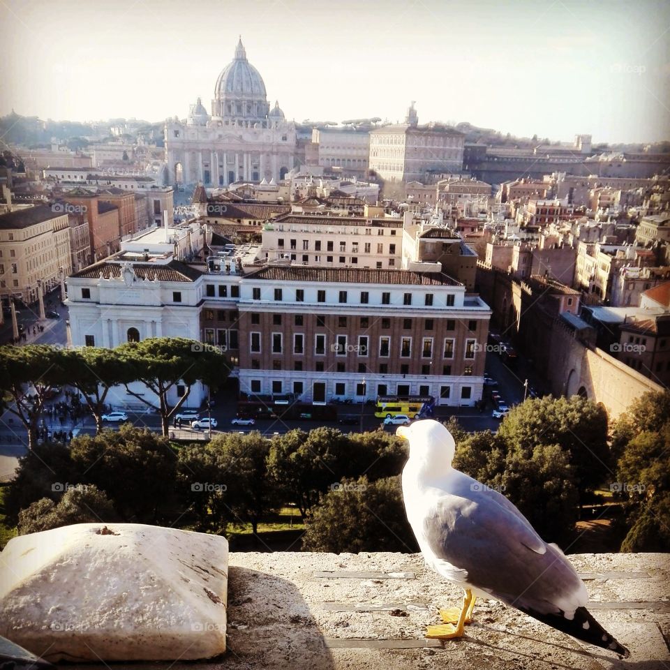 #Rome#bird#Beautiful#SanPietro