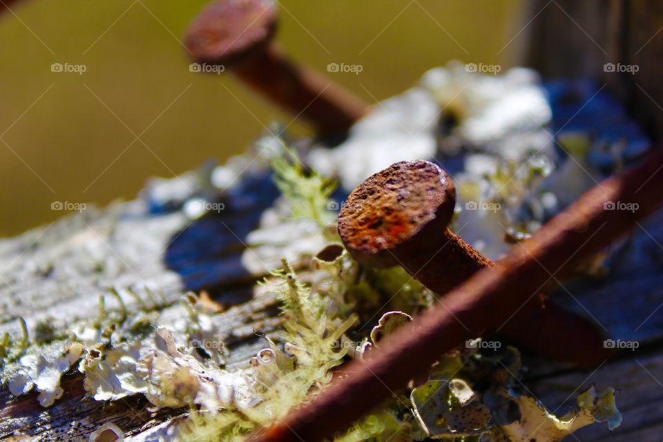 Nails and lichen