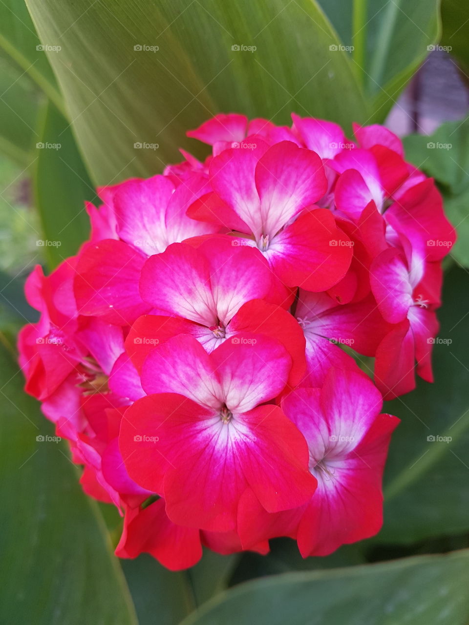 flower pink summer sun day amazing beach sky love you and miss you so much more fun and water and a good day amazing