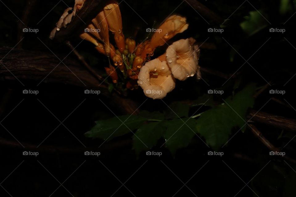 Night flowers
